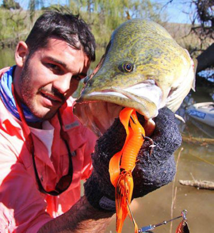 A healthy late winter cod taken from the edge of a willow.