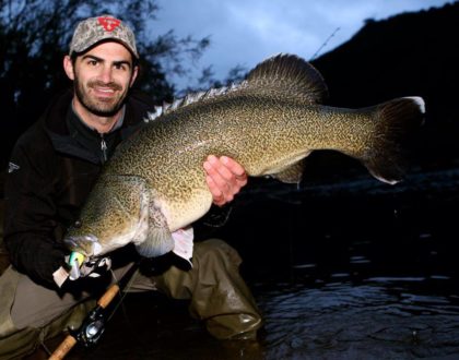 A large Murray Cod caught on a Pompadour.