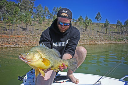 5 kilogram Golden Perch taken on the Ultrabream Finesse.