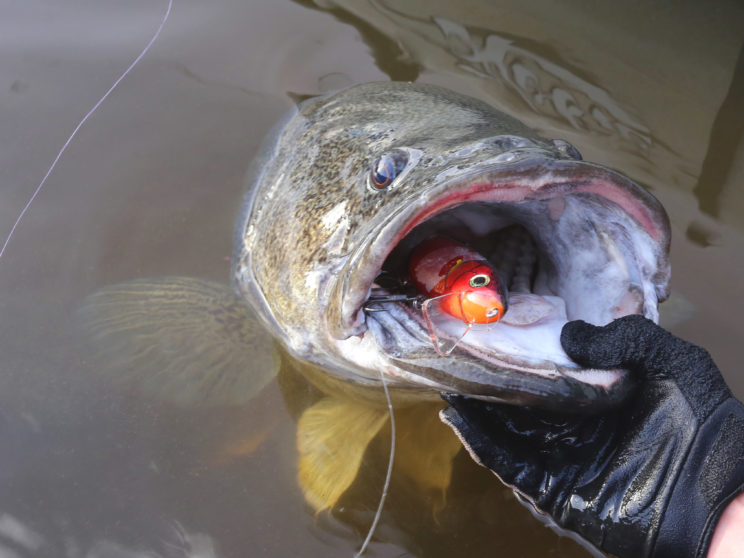 The Evergreen Timber Flash Noisy Dachs really has put a new meaning to BIG surface lures yet is still easy to control in the fast water. 